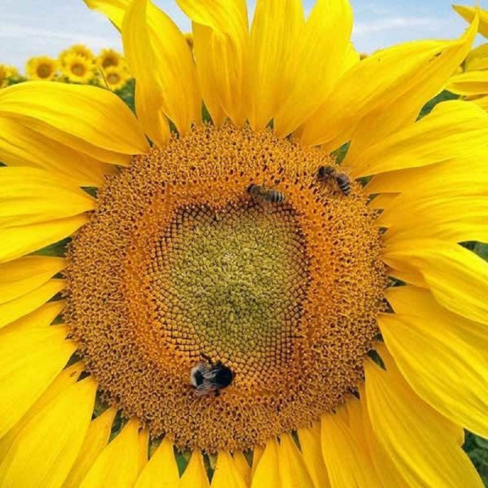 Sunflower Flower Seeds, Russian Mammoth “COOL BEANS N SPROUTS” Brand