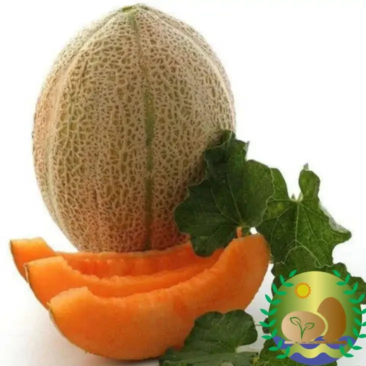 Hales Best Jumbo Melon Cantaloupe Seeds | NON-GMO | Heirloom | FREE SHIPPING