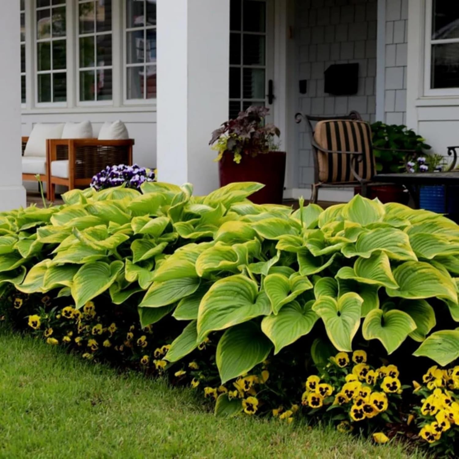 GMO Free 370+ Hosta Seeds – High Germination, Colorful Perennials for Any Garden