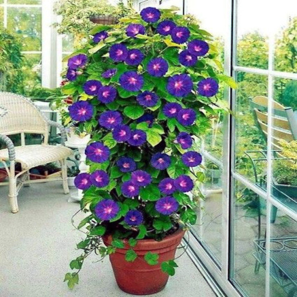 20 PURPLE MORNING GLORY FLOWER VINE SEEDS (Ipomoea purpurea) Hardy Climber Plant
