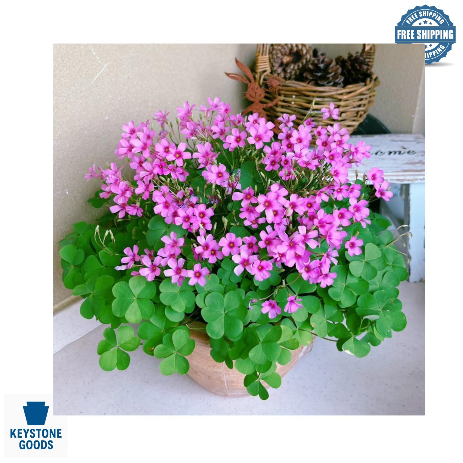 24 Pack Live Iron Cross Shamrock Bulbs – Indoor & Outdoor Oxalis Plants for D…