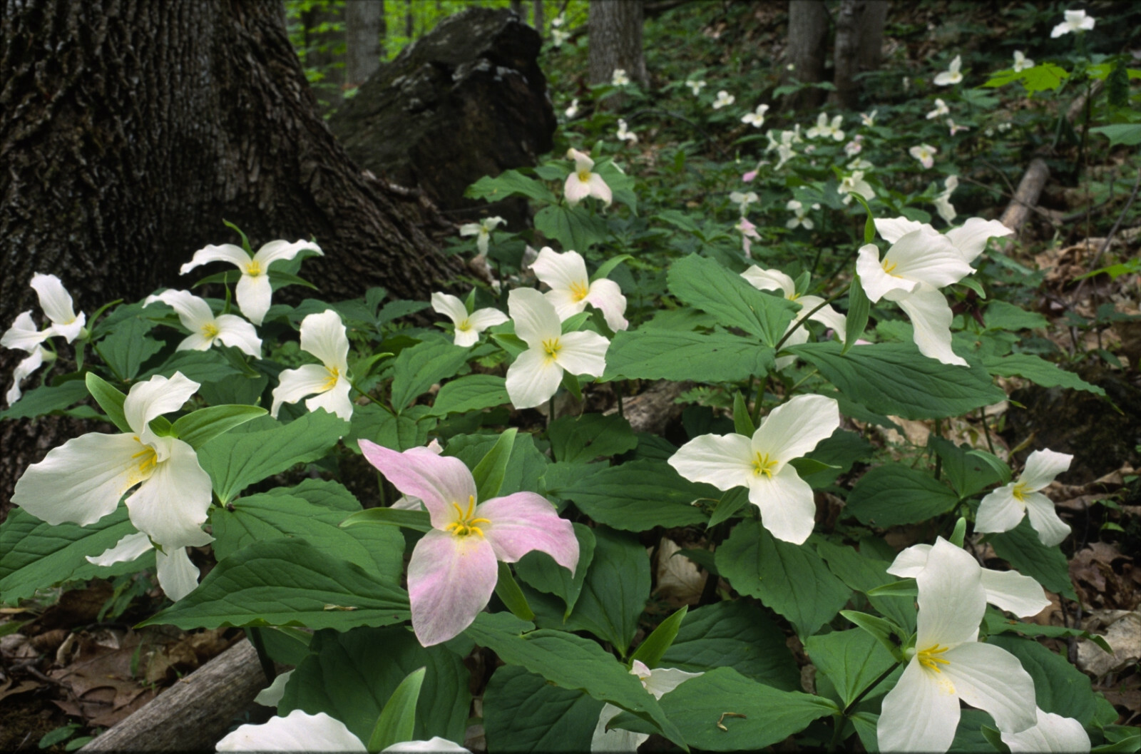 2 Wild Woodland White TRILLIUM Native plant~Woodland gardens