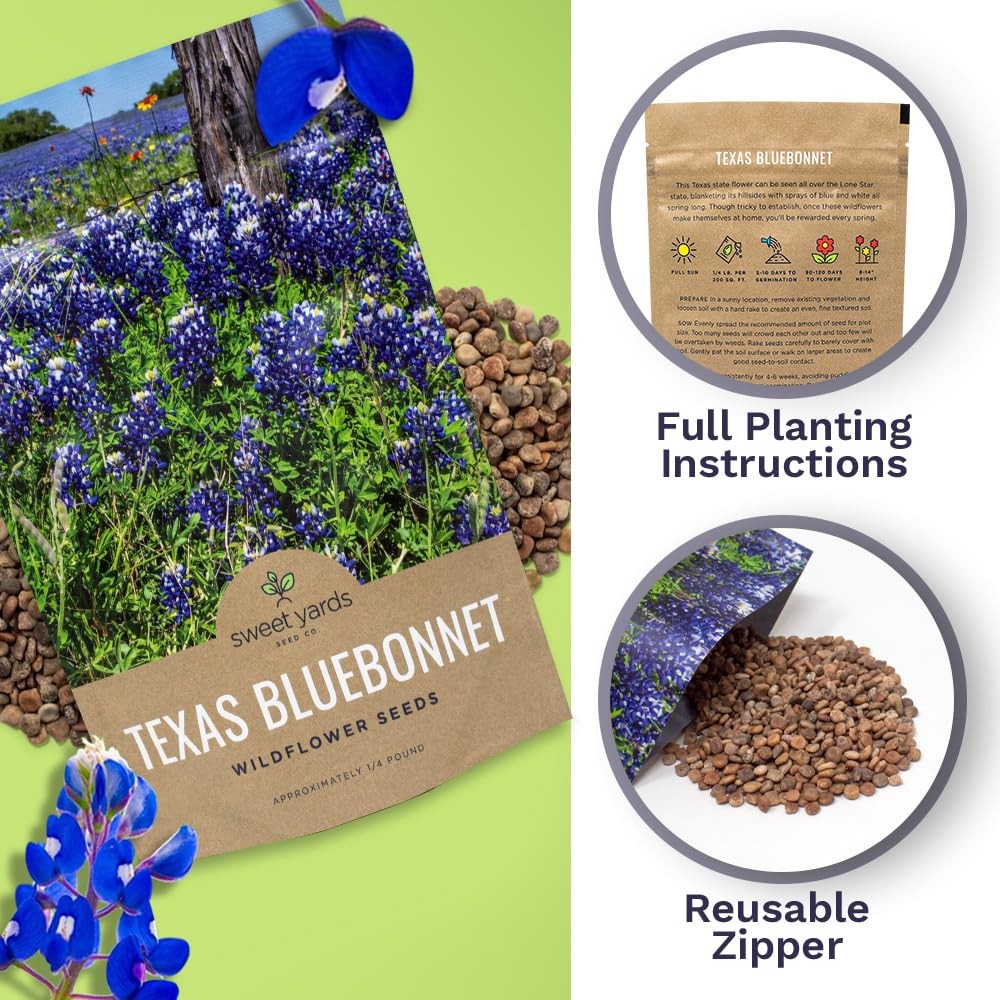 Native Wildflower Seeds Texas Bluebonnet 1/4 Pound Bag Over 4000 Seeds f