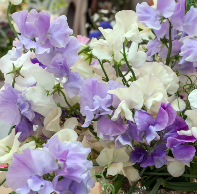 Sweet Pea BLUE MIX Fragrant Climbing Vine Blue Flowers Non-GMO 25 Seeds!