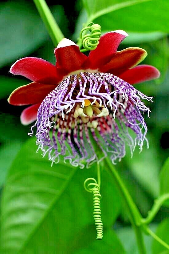 10 GIANT GRANADILLA SEEDS Passiflora quadrangularis Passionfruit Flower Plant