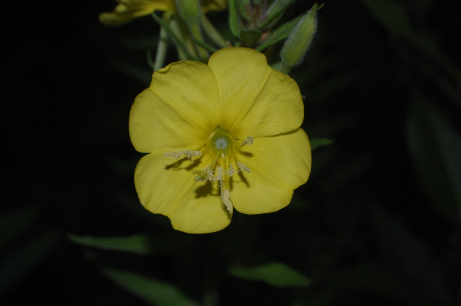 1 Gram Common Evening Primrose Seeds/NATIVE N East US/Oenothera biennis/Organic