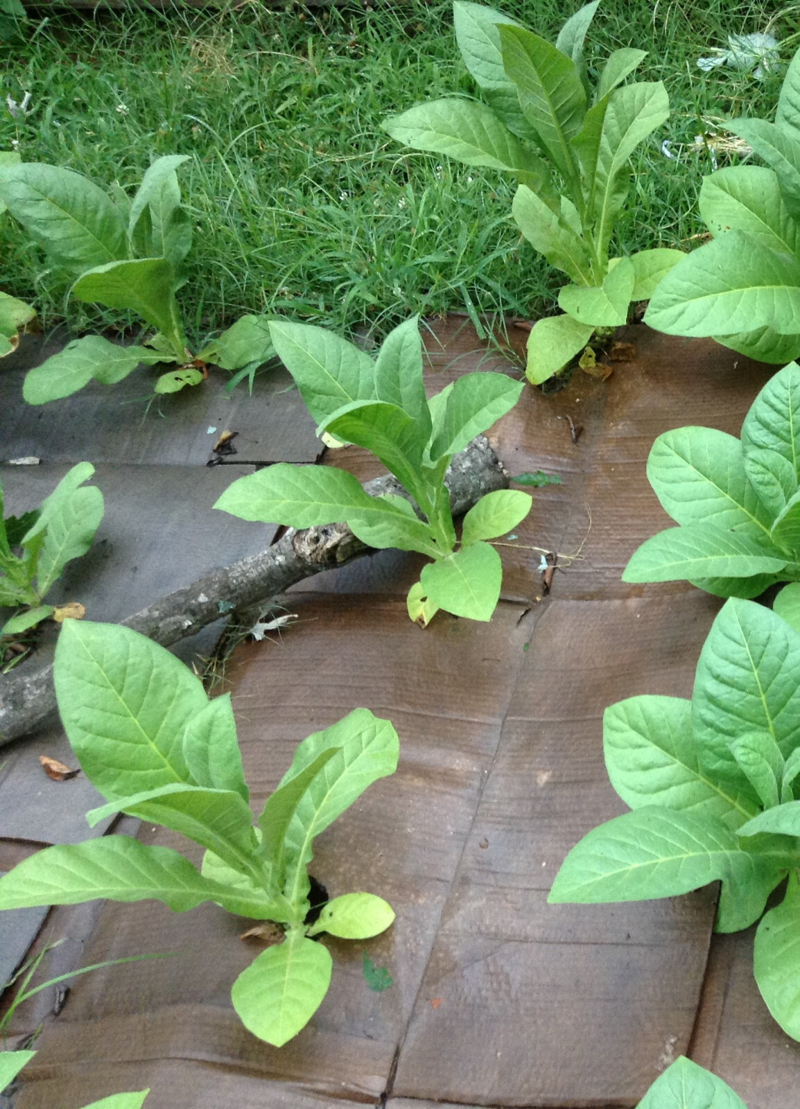 Criollo 98 Tobacco seeds (1000+ per packet)