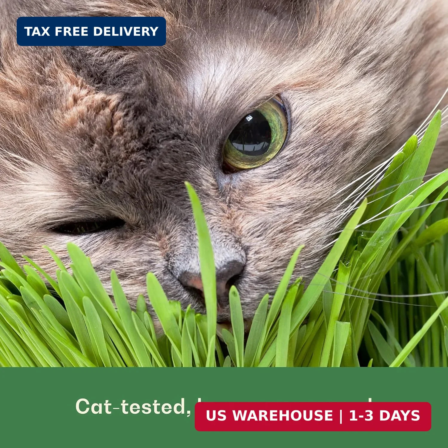 Rose & Branch Organic Wheat Grass Seeds for Indoor Cats – Cat Grass Seeds – 16 O