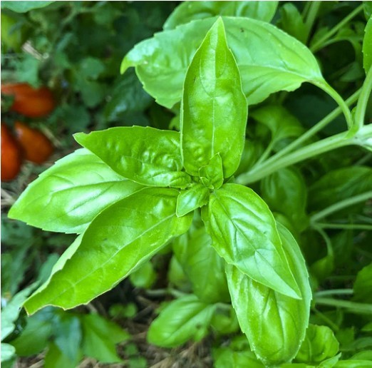 2026 Heirloom Vegetable Seeds – Premium Garden Seeds for Planting