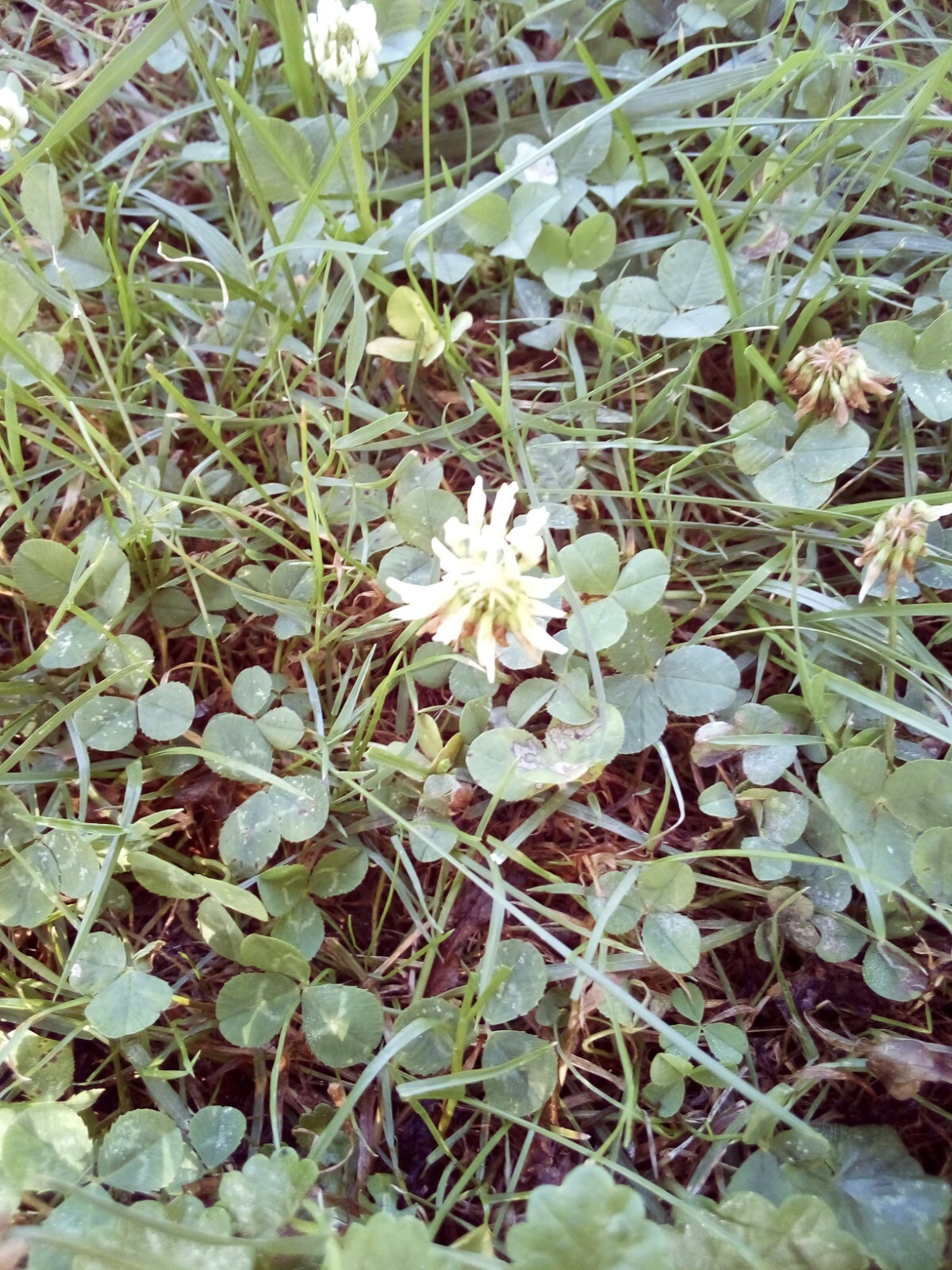 100 SEEDS WHITE DUTCH CLOVER