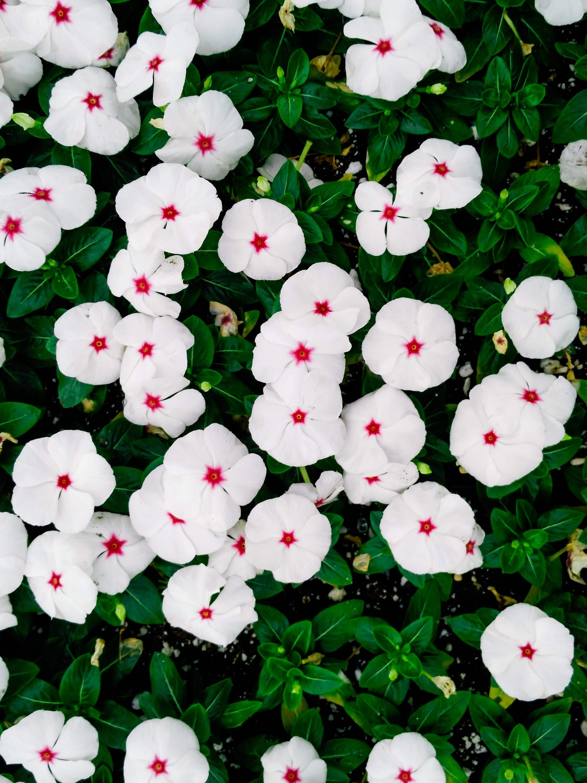100 BRIGHT EYES PERIWINKLE Vinca Rosea Catharanthu Dwarf White Pink Flower Seeds