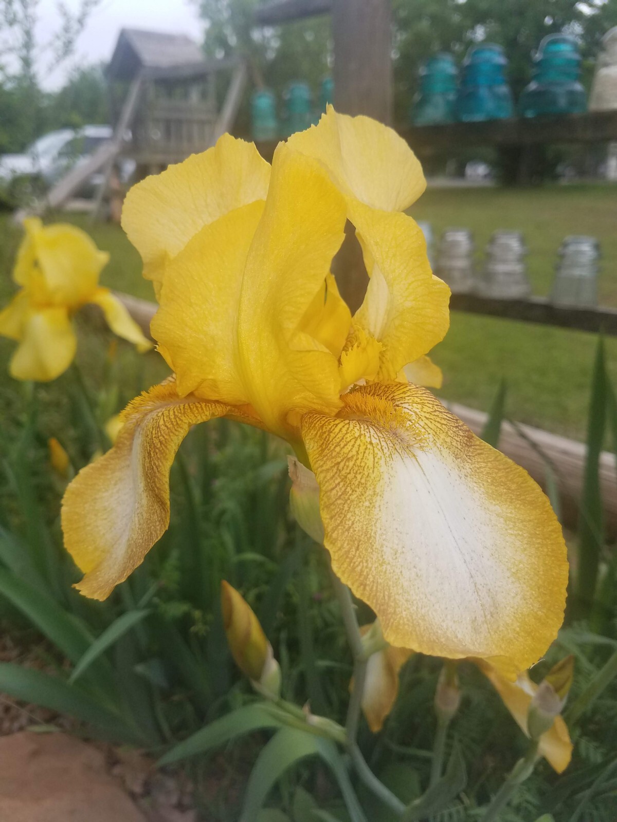 “100 Mixed Variety Bearded Iris– GREAT VALUE• Fresh•Hardy•EASY to Grow