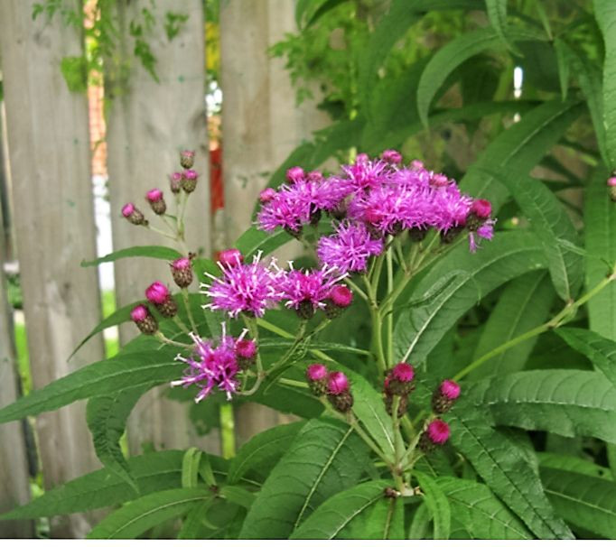 100 MISSOURI IRONWEED Monarch Flower Native Purple Vernonia Missurica Seeds
