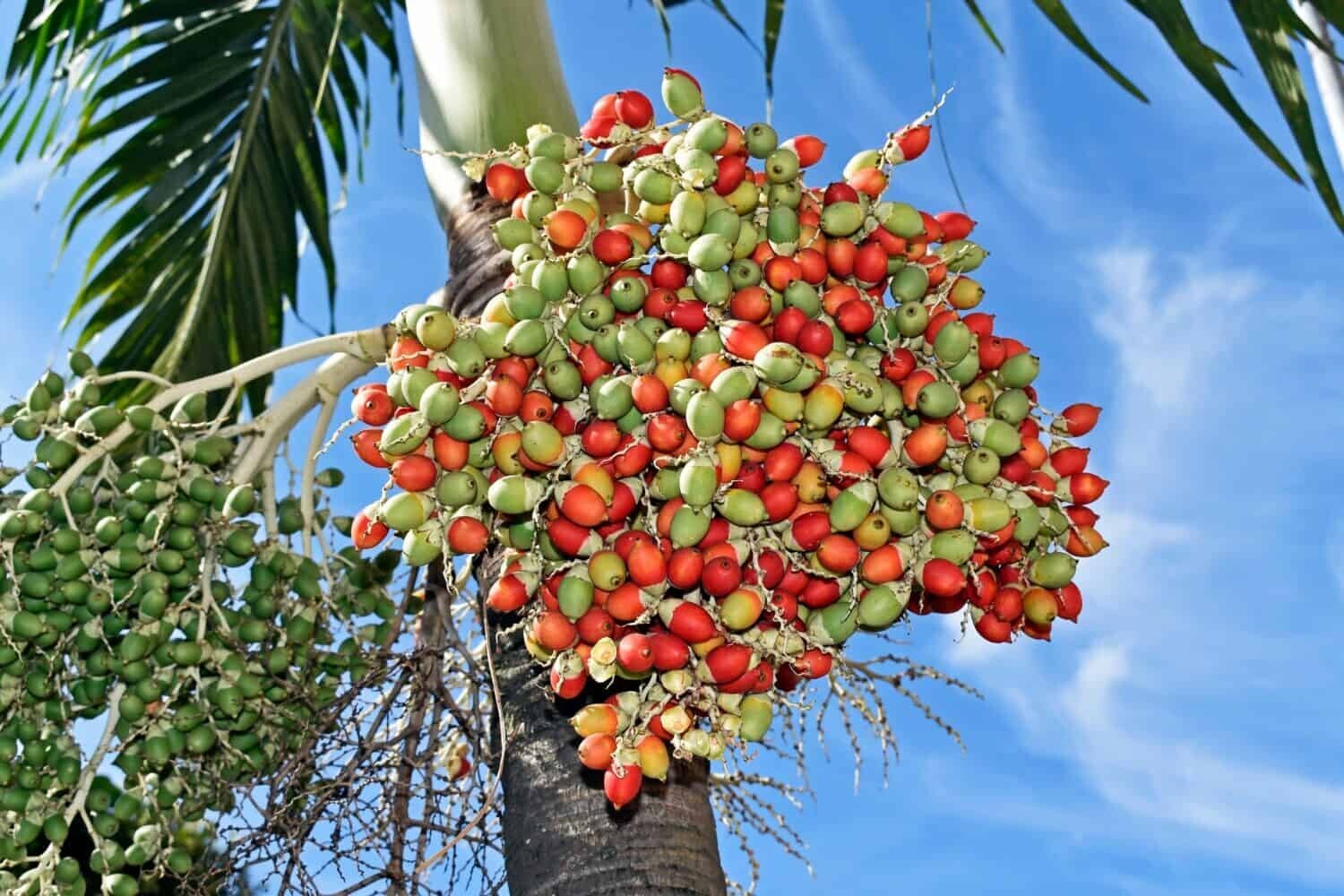 30 Seeds Christmas Manila Palm Tree Adonidia merrillii live tropical plants 2025