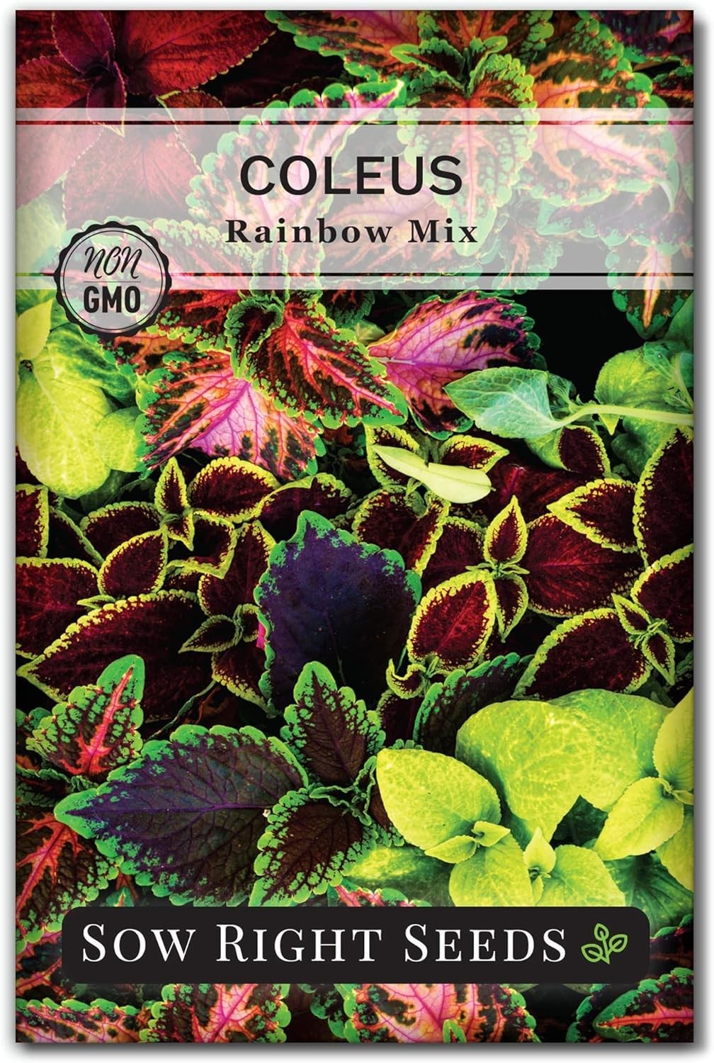 Heirloom Rainbow Coleus Seeds – Colorful Foliage for Indoor/Outdoor Spaces