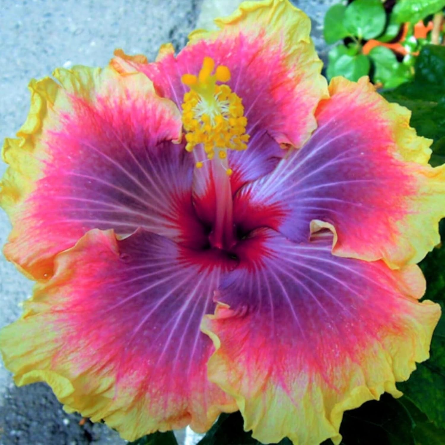 Exotic Hibiscus Flower Seeds, 30pcs, Striking Dark Tones, Drought-Tolerant, P…