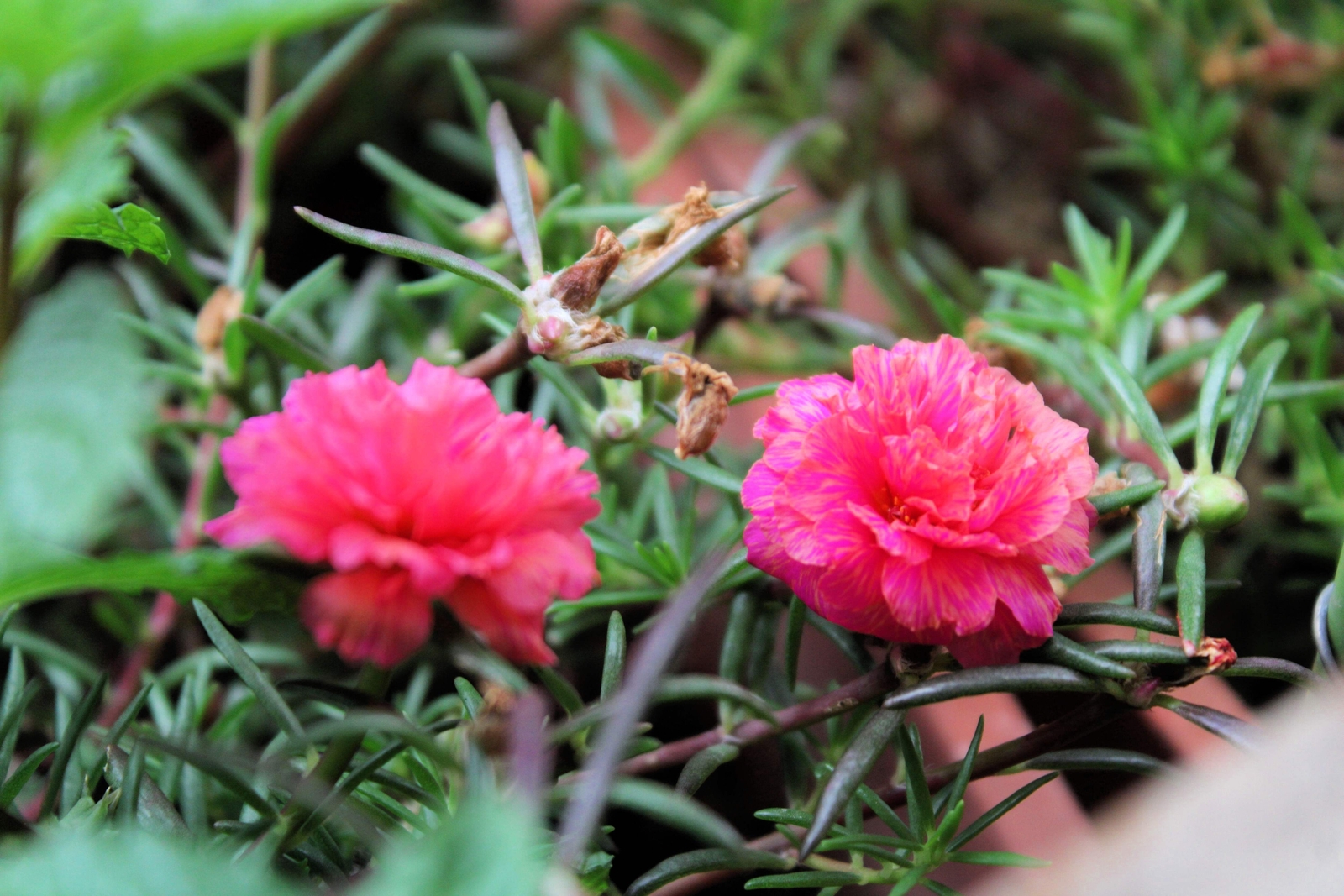 100 PINK PORTULACA Grandiflora / MOSS ROSE Flower Seeds *Flat S/H