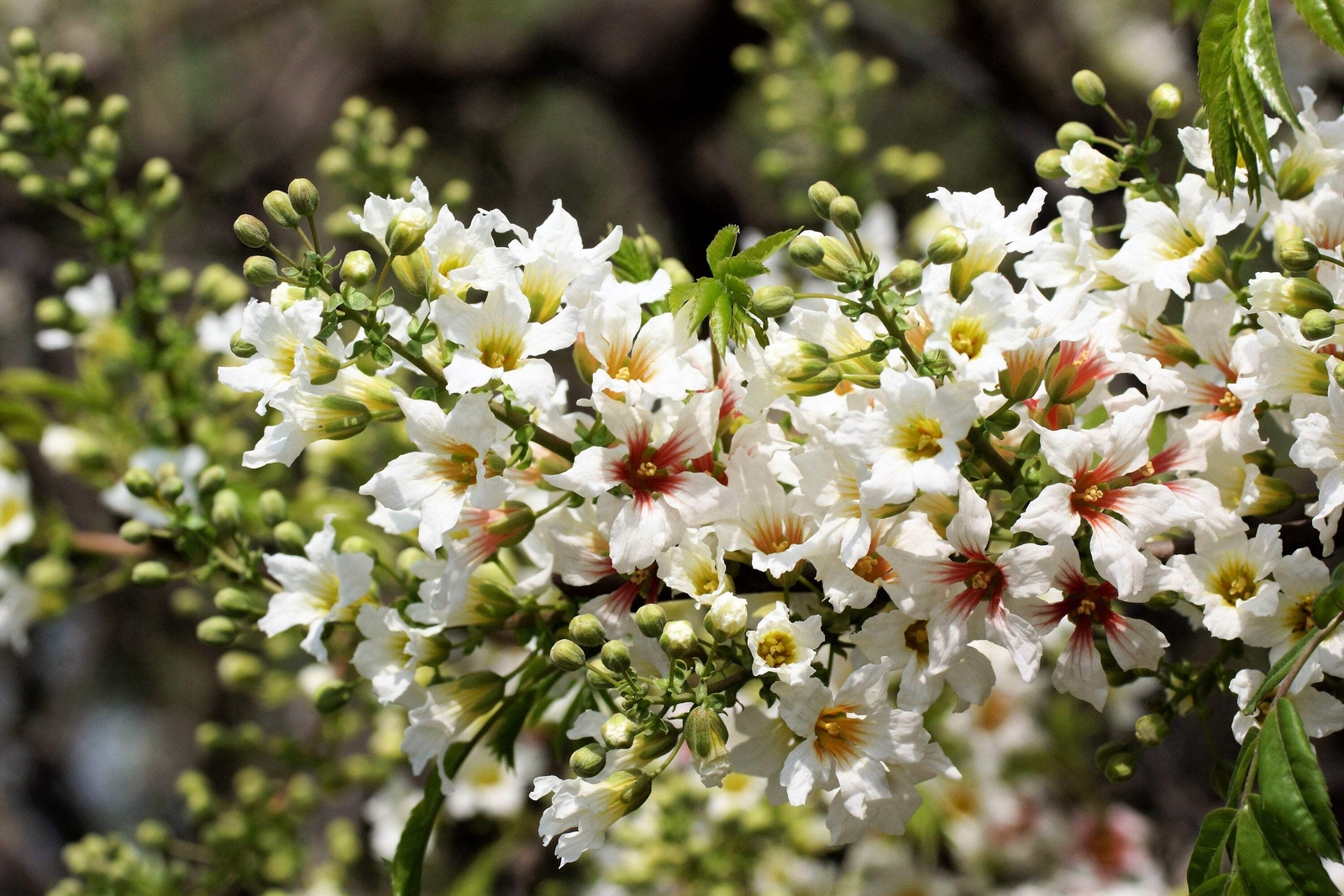 5 YELLOWHORN TREE Xanthoceras Sorbifolium White Yellow Red Fragrant Flower Seeds