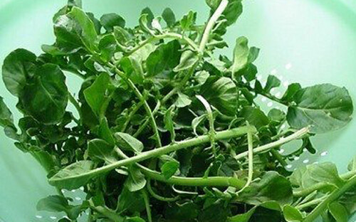 1000+Cress seeds Upland Cress seed Garden cress American cress Creasy Green USA