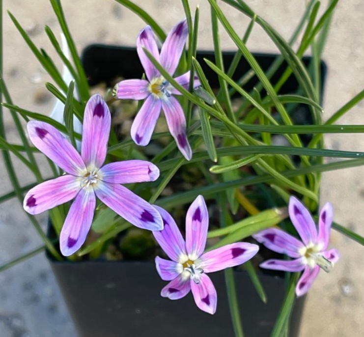 Bulbs E, CHOOSE 2: Oxalis palmifrons, Romulea hantamensis, Strumaria prolifera