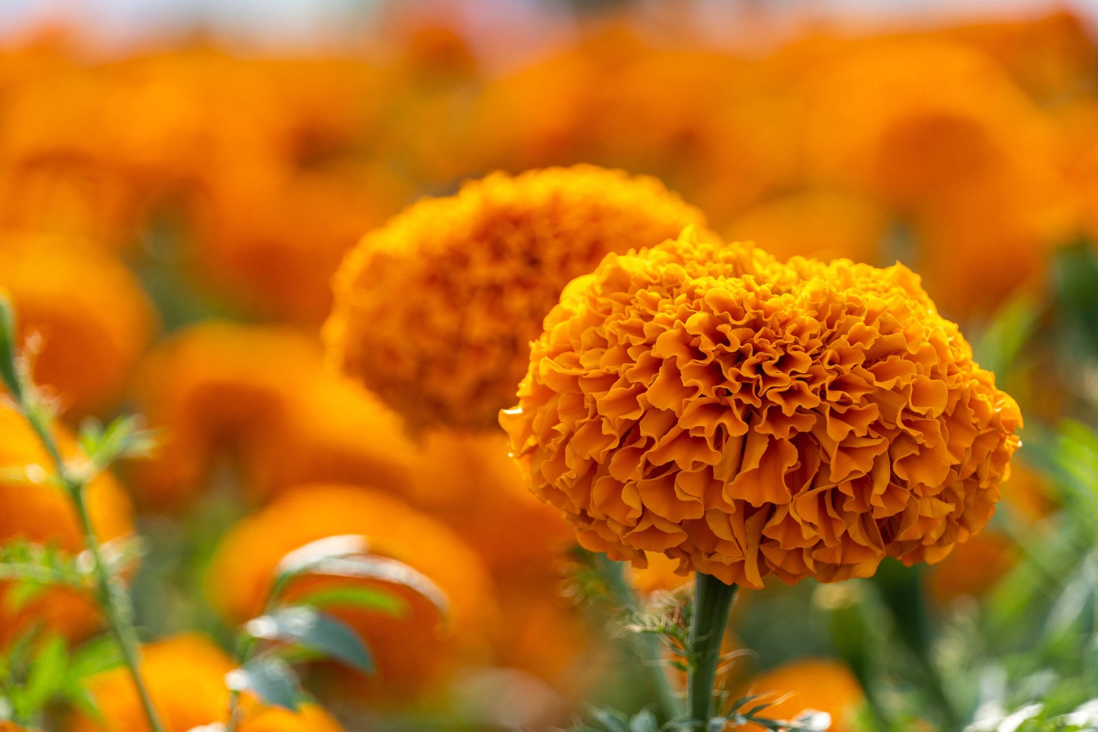 250 AFRICAN MARIGOLD CRACKERJACK Mixed Color Tagetes Erecta Flower Seeds *CombSH