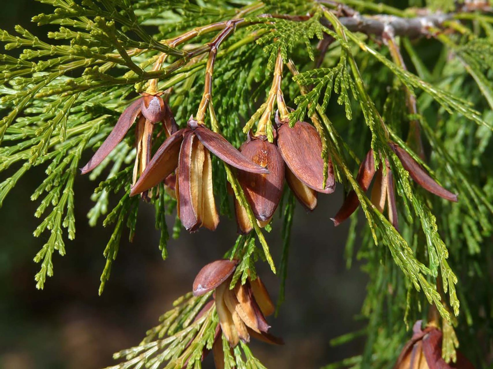 Incense Cedar, Calocedrus decurrens (Libocedrus decurrens), Tree Seeds