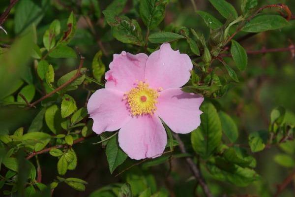 Rosa palustris | Wild Rose | Swamp Rose | Willow-Leaved Hudson Rose | 10 Seeds