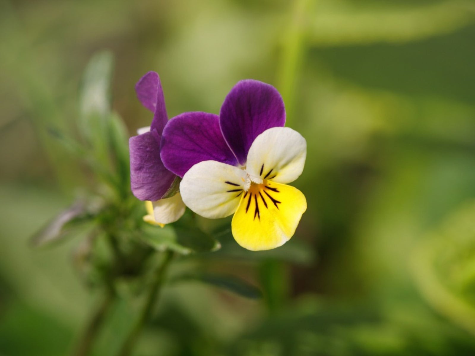 Helen Mount Johnny Jump Up Seeds Tricolor Free Shipping!