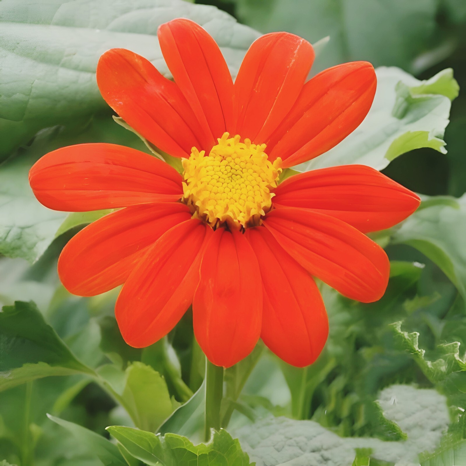 Mexican Sunflower (Tithonia), 100 Seeds | Non-GMO