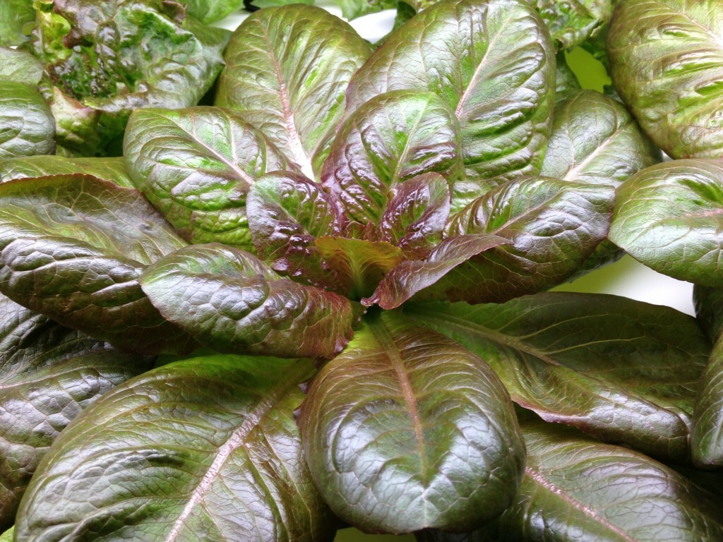 Rouge D’Hiver Lettuce Seeds, Red Romaine, Red Winter, NON-GMO, FREE SHIP