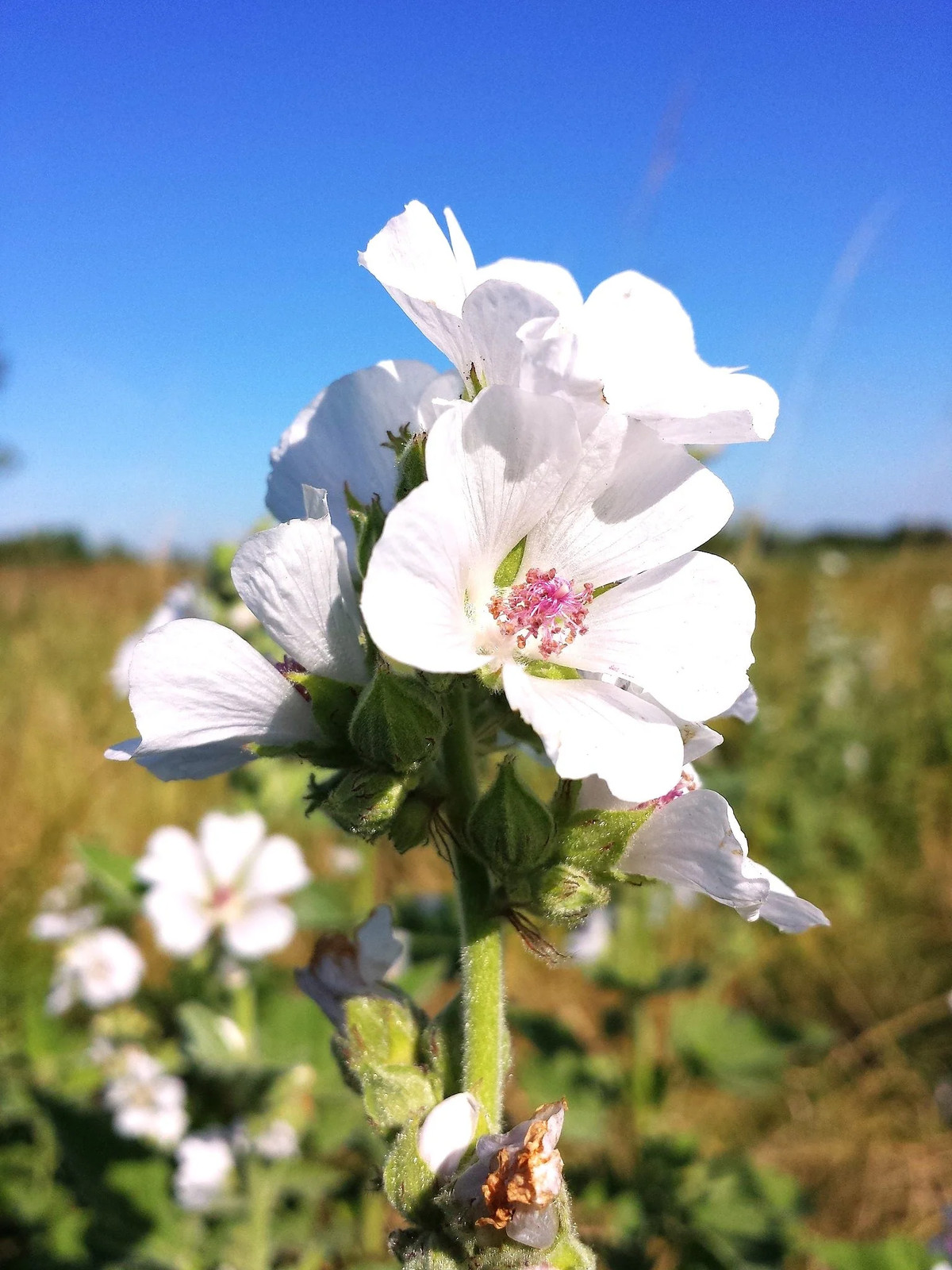 Marshmallow Plant Seeds – For 2025 Planting Medicinal Marsh Mallow Flower Rose