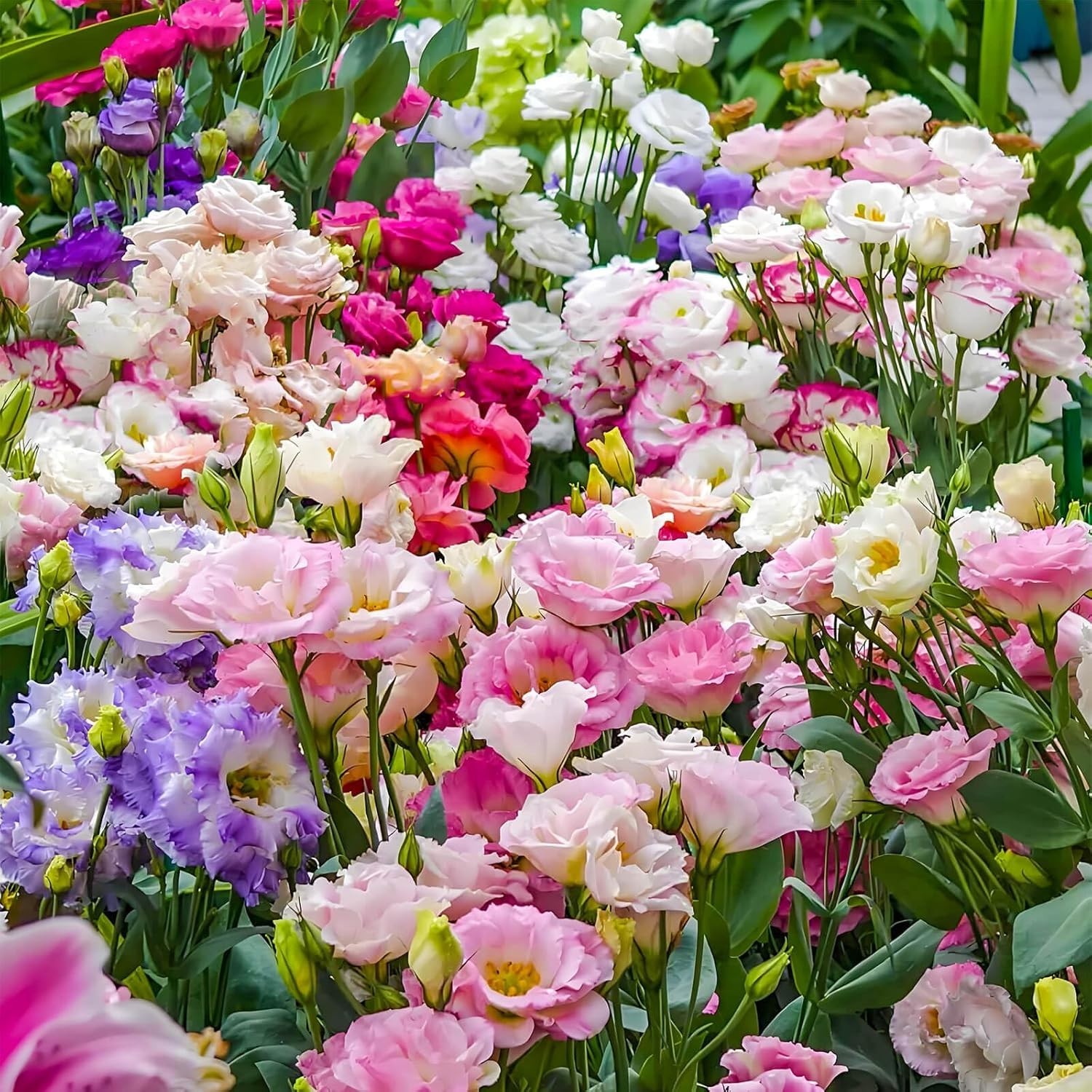 2000 Lisianthus Seeds Perennial Eustoma Grandiflorum Garden Flowers for Planting