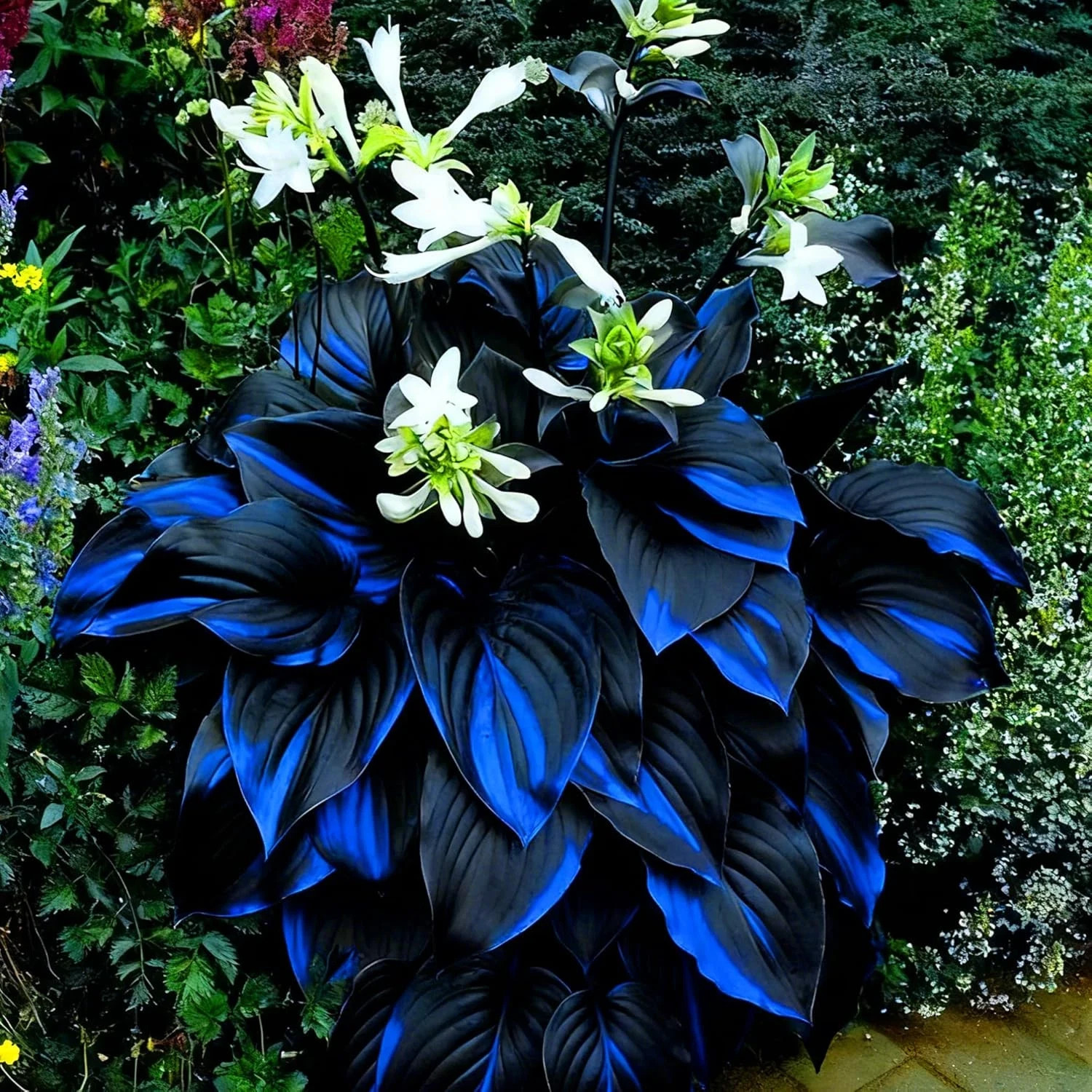 Hosta Seeds, 200+ Blue Purple Red Hosta Seeds, Multi-Use Landscaping, Perennial.
