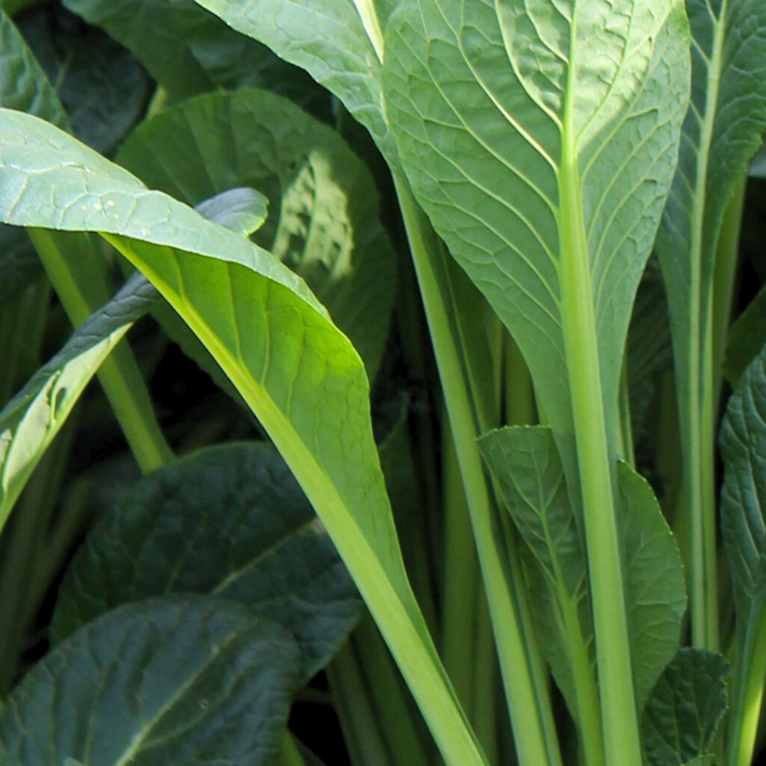 Fresh Premium Yu Choy Sum Seeds | Heirloom Non-GMO | Asian Vegetable Seeds