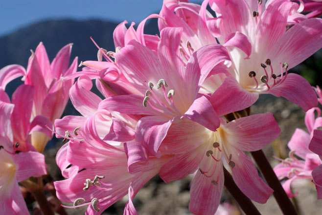 6 Amaryllis Belladonna – Pink Naked Ladies – Surprise Lily – 6 BULBS PER ORDER