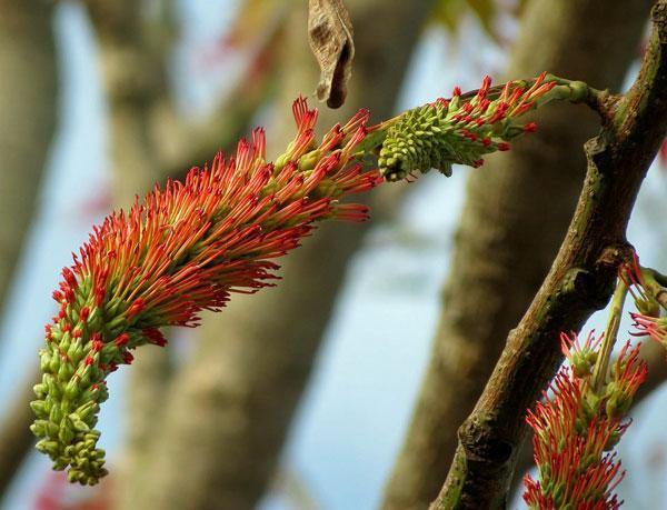 Acrocarpus fraxinifolius | Pink Cedar | Indian or Australian Ash | 10 Seeds