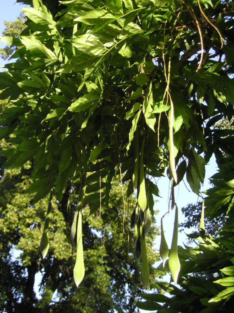 1-1000 PCS White Chinese Wisteria Tree Seeds Sinensis Alba White Flower 0171
