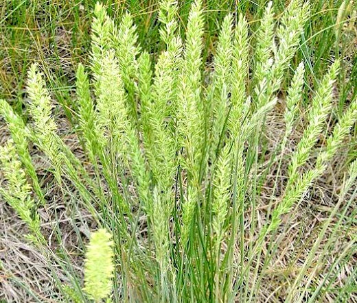 501+PRAIRIE JUNE GRASS Seeds Native Ornamental Drought Heat Cold Container Easy