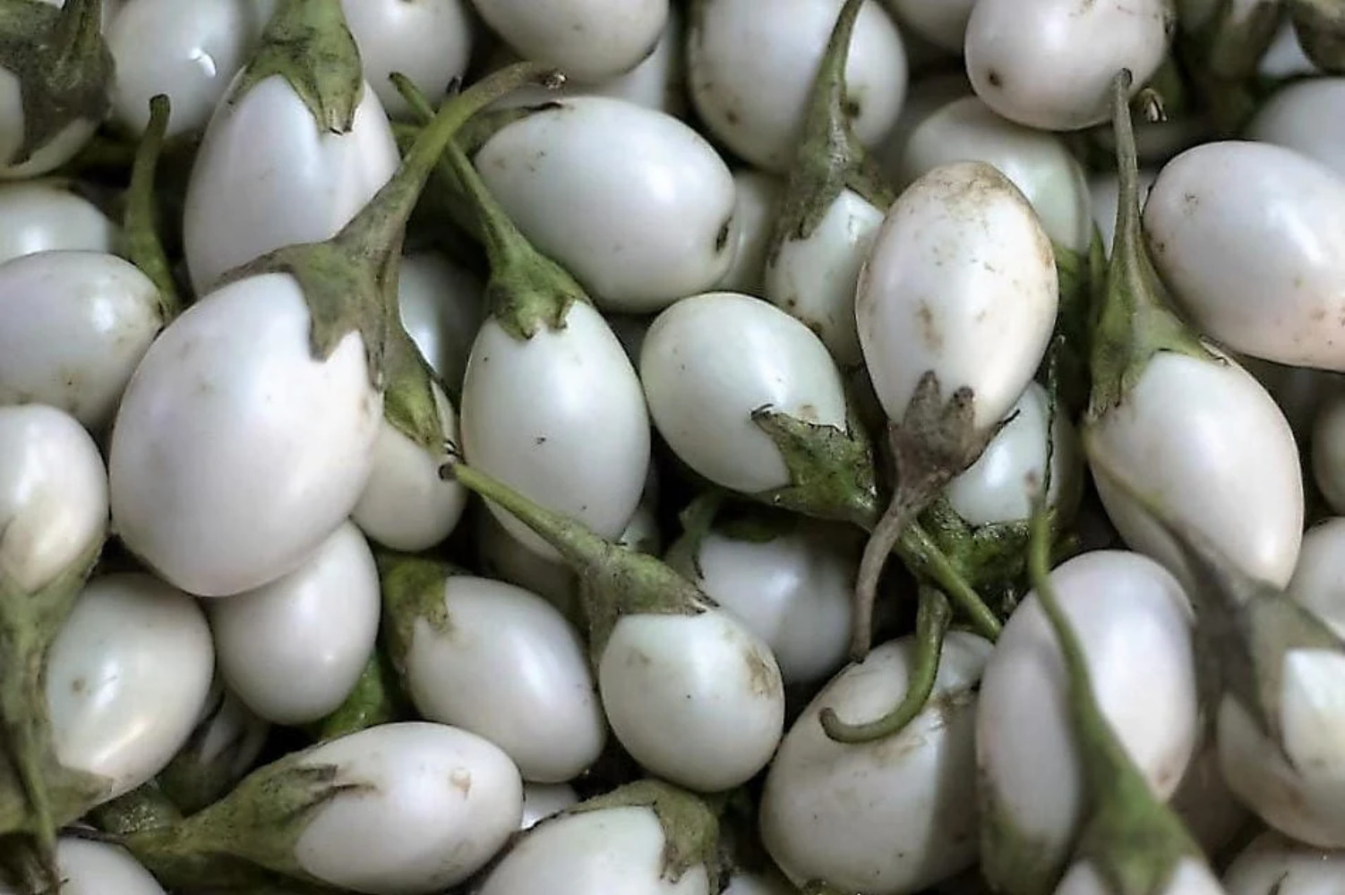 40 White Star FINGER FRUIT EGGPLANT Solanum Melongena Aubergine Vegetable Seeds