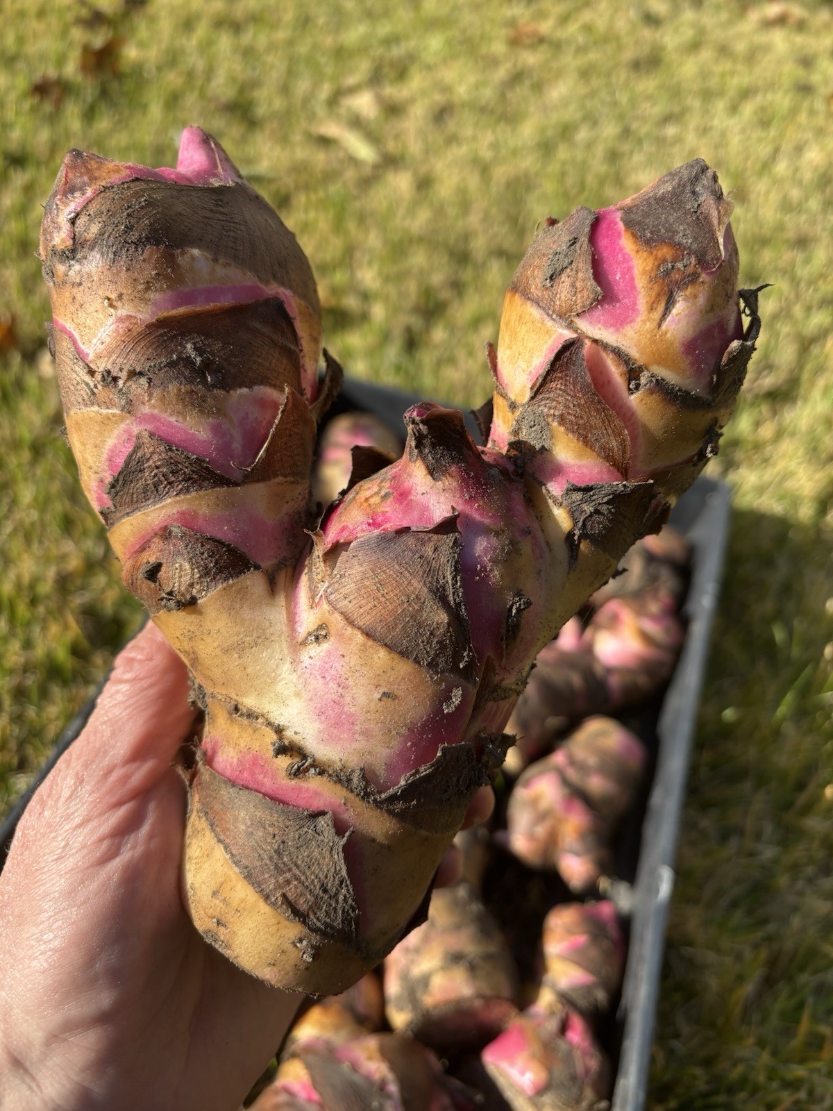 Canna Lily Bulbs Mature Random Choice Sent USA Grown 5 Smaller Size bulbs