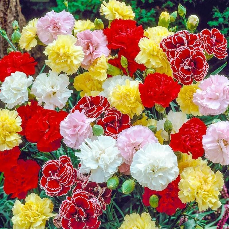 1000pcs Carnation Seeds – Fragrant Clove Pinks, Heirloom Mix with 8 Colors, L…