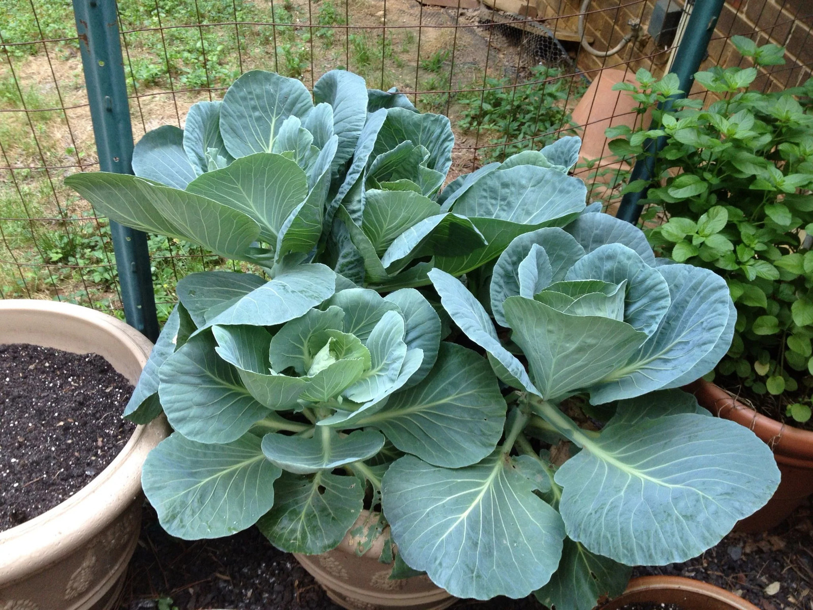 Vates Collard Greens Seeds | Southern Vegetable Collards Green Kale Seed 2024