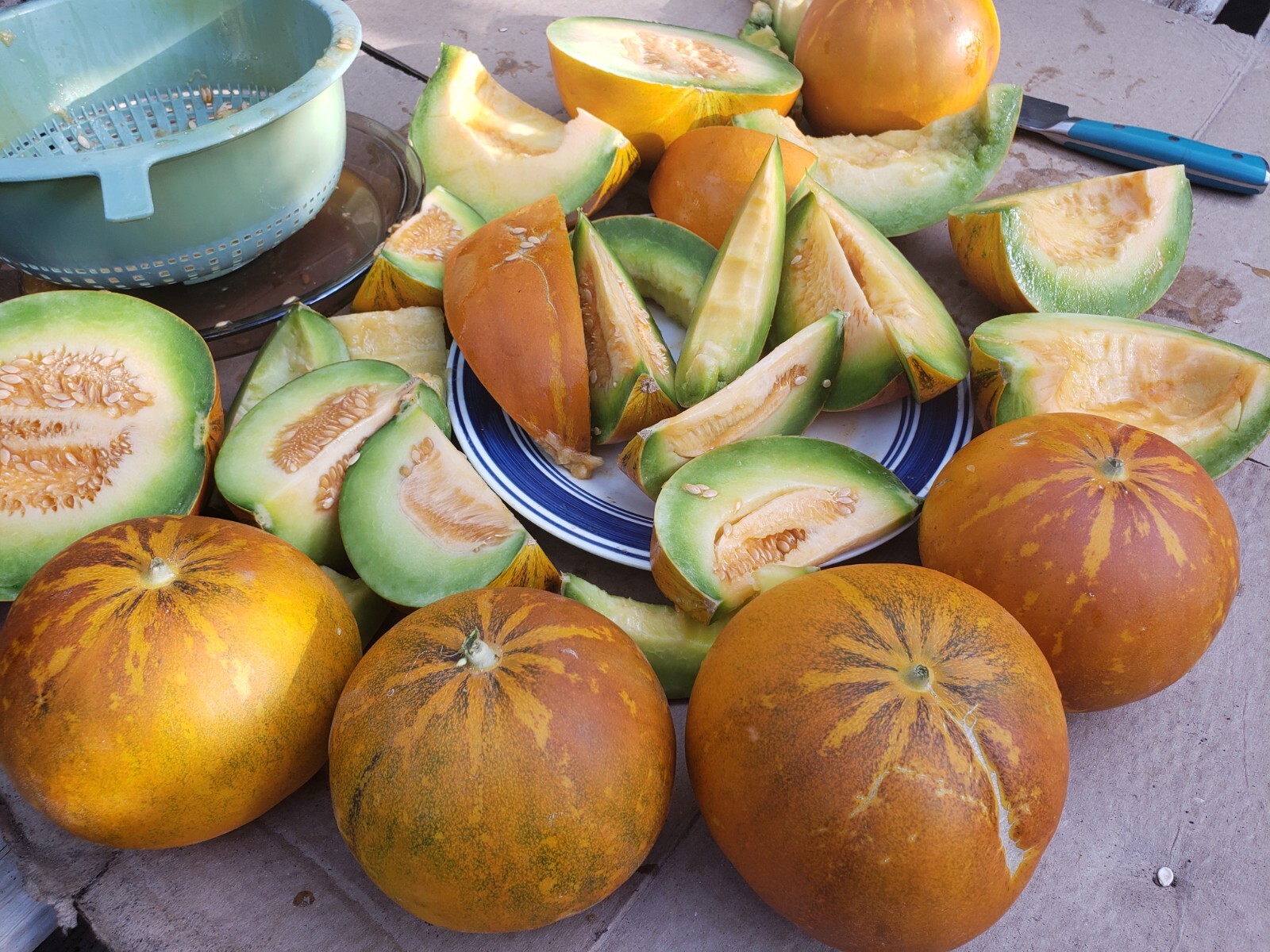 White Lion Green Orange Fleshed Melon Seeds! RARE Small Sweet Heirloom -Tracking