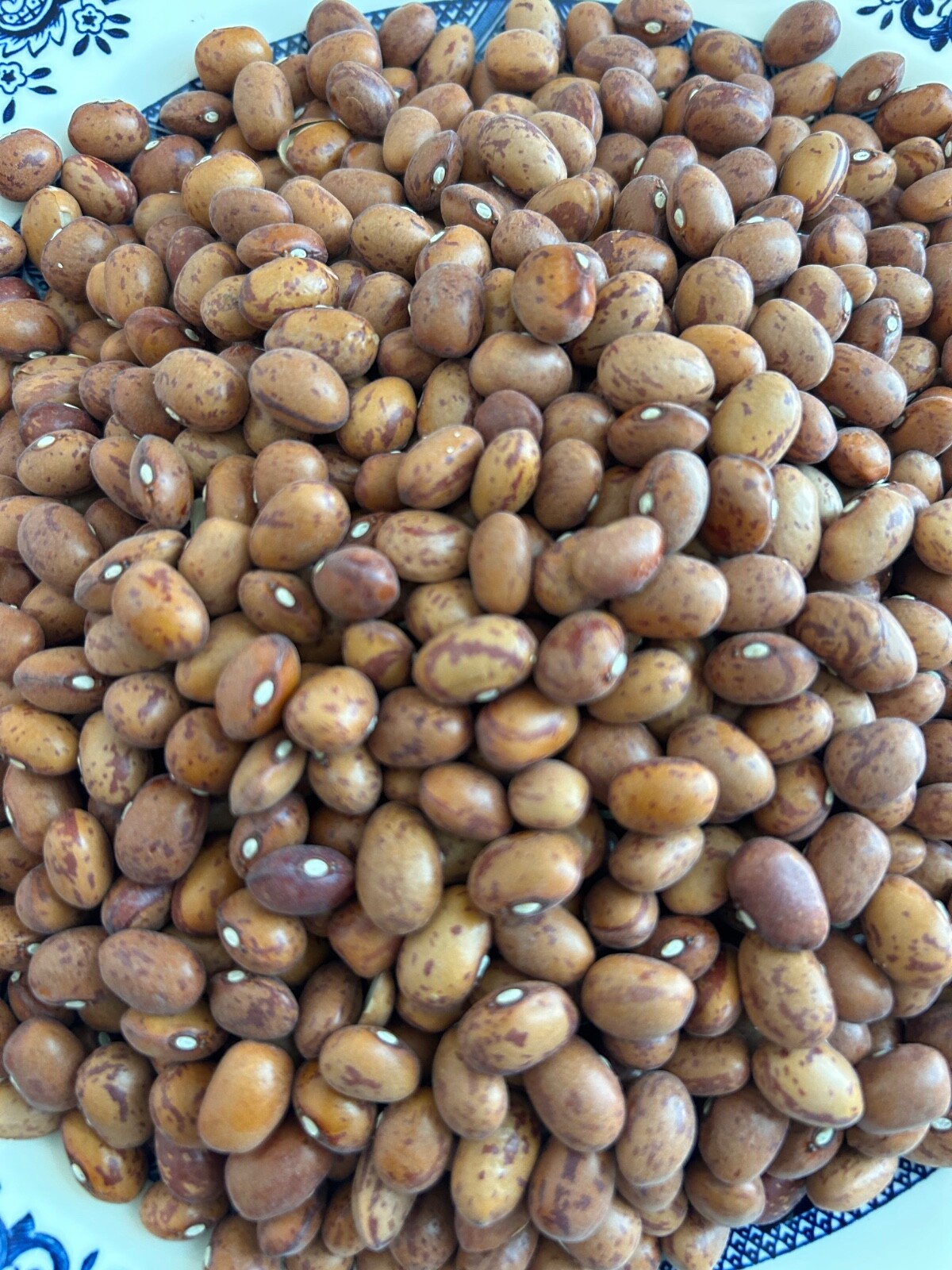 20+ French Horticulture Shell Bean Seeds, Haricot Tarbais, NON-GMO HEIRLOOM