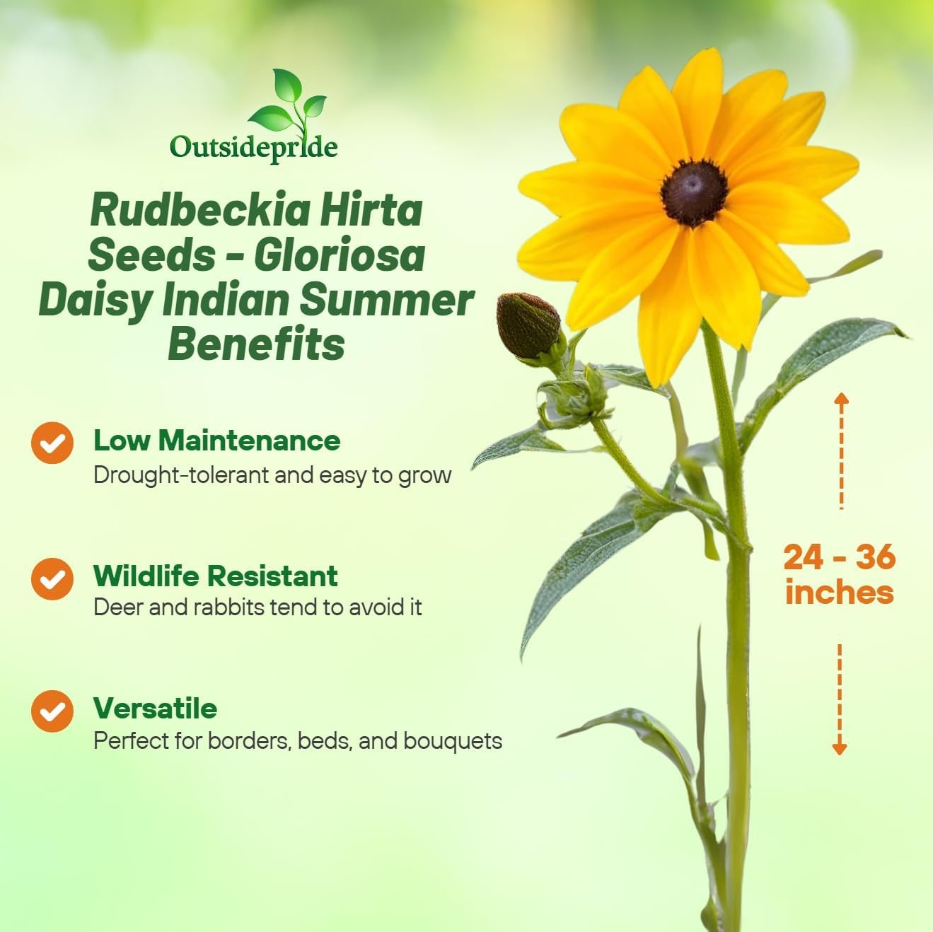 400 Seeds Rudbeckia Hirta Gloriosa Daisy Indian Summer – AAS Winner Flower