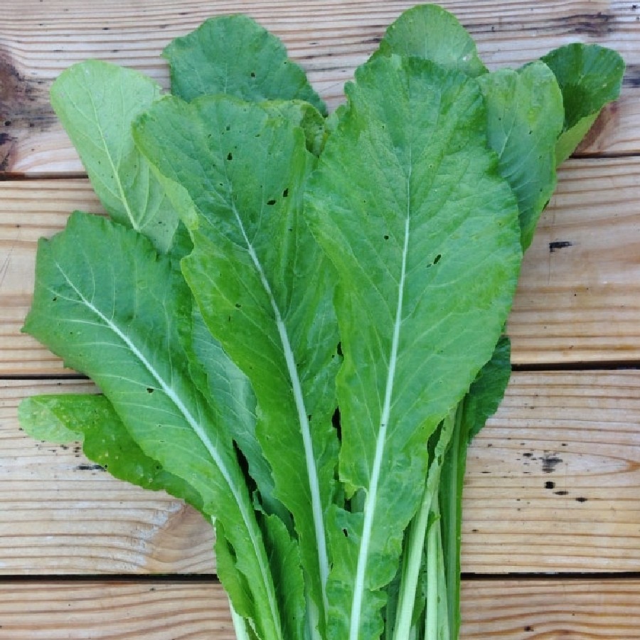 601+TENDERGREEN MUSTARD Seeds Organic Spring Fall Garden Container Greens Easy