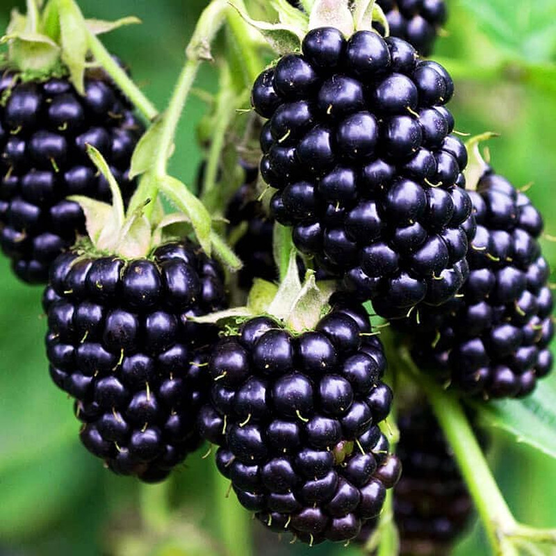 200+ Seed Blackberry Wild Fruit Seeds for Planting Outdoor-Non-Gmo Heirloom Swee