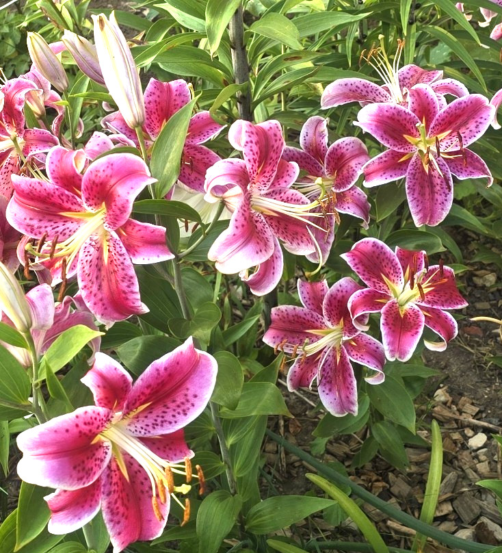 Lily Flower Bulbs 4 Stargazer Pink White Large Exquisite Flowers Spring Plant