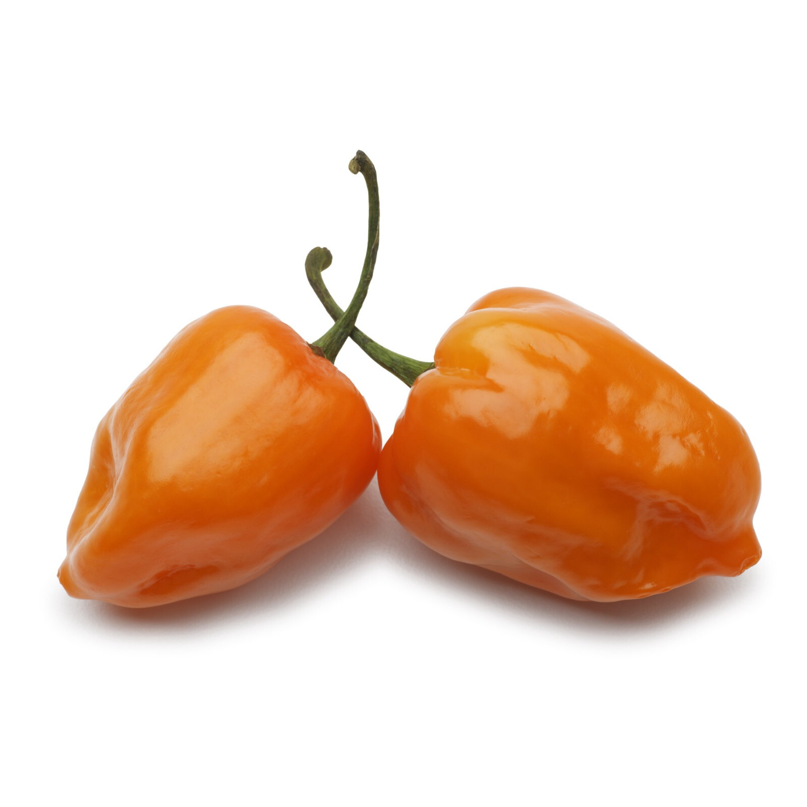 Scarborough Seeds Habanero Orange Pepper Seeds 100 Count – Non-GMO, Full Sun