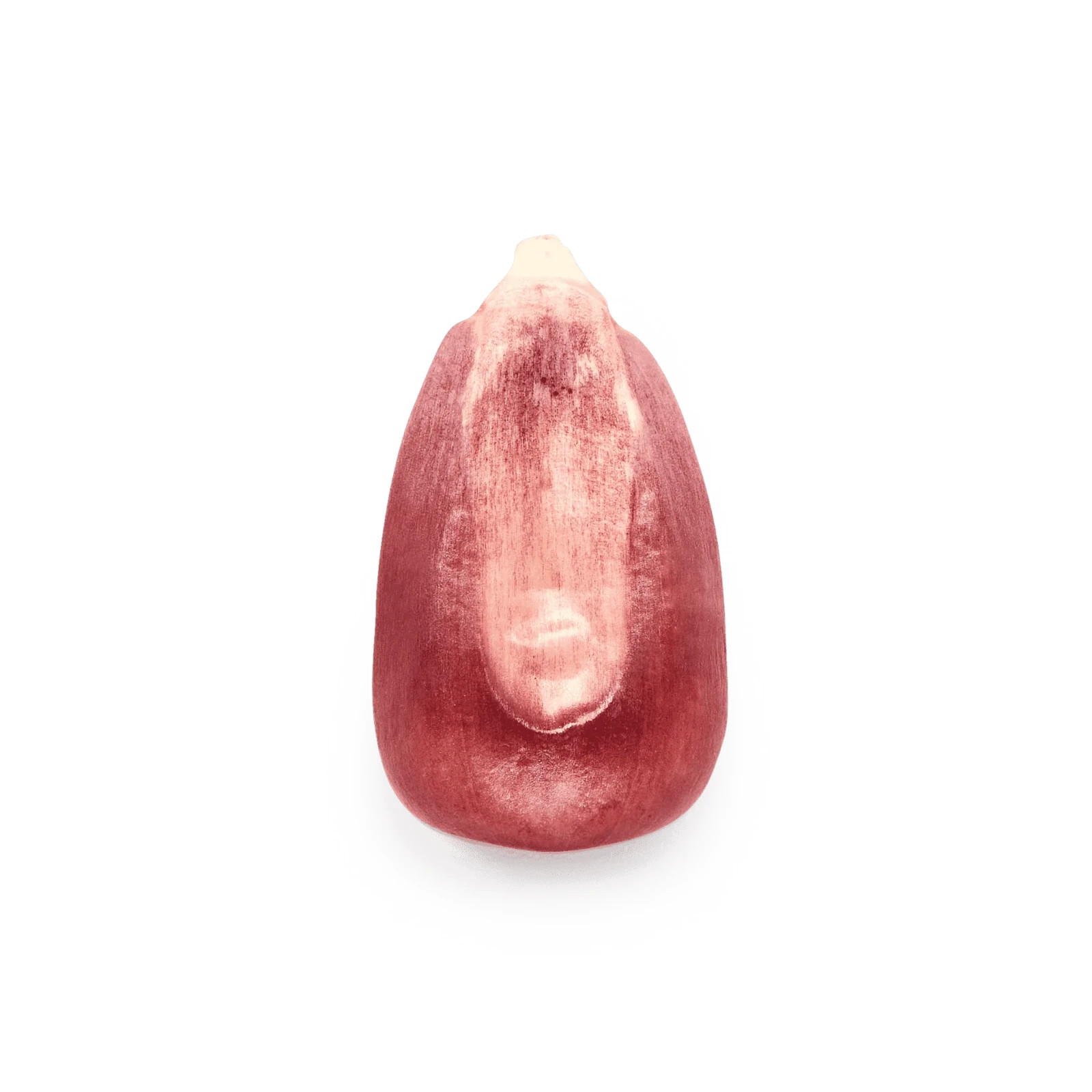 Pink Xocoyul Corn Seeds 25 Rare Heirloom Mexican Pink Maize Non GMO USA